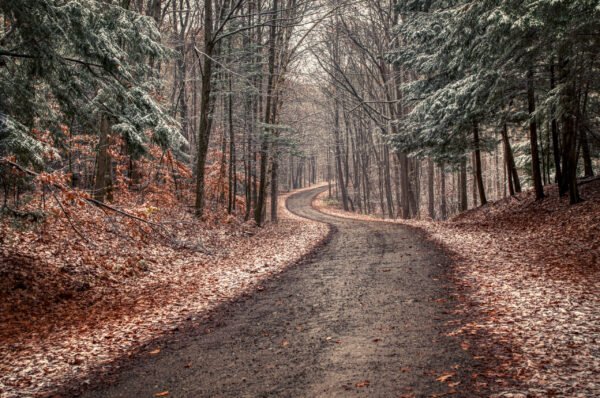 A Drive Thru the Woods