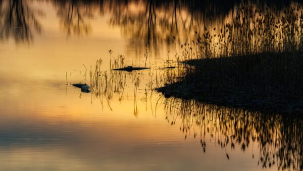 Dewitt Evening Glow